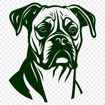 Illustration of a male Boxer dog with a wrinkled head and floppy ears.