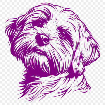 A small white dog with long fur, typical of the Havanese breed.