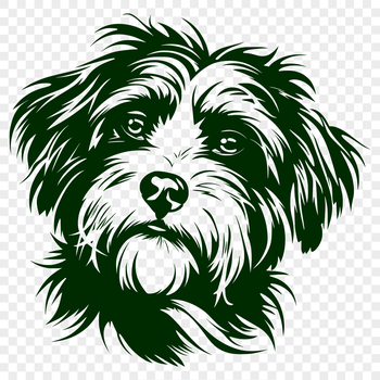 A small breed dog with a long coat, the Havanese has a curly head and expressive eyes.