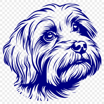 A small white dog breed with a long coat, specifically a Havanese.