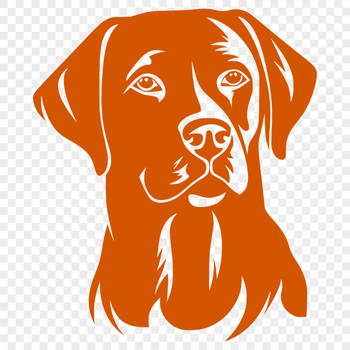Illustrated head of a Labrador Retriever dog breed.