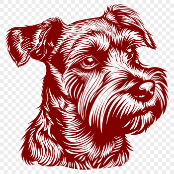 A portrait of a Miniature Schnauzer dog breed with a distinctive beard.
