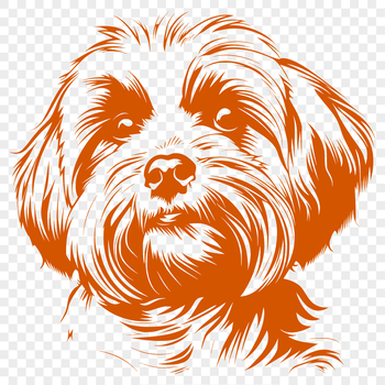 A small white dog with long fur, featuring a rounded head and floppy ears.