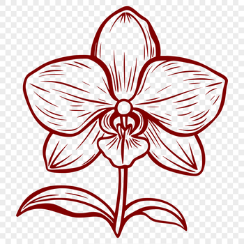 A digital illustration of a single white orchid with delicate petals and a central stem.
