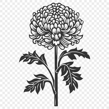 An accurate vector representation of a single Chrysanthemum bloom with realistic petals and center details.
