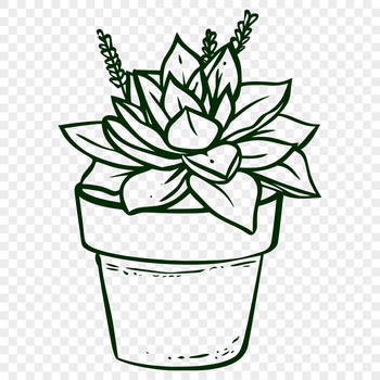 A realistic illustration of a succulent plant with thick fleshy leaves.