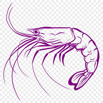 Unique Shrimp SVG, PNG, PDF And DXF Files