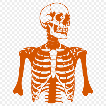 A detailed illustration of a human skeleton in vector format, suitable for graphic design and crafting projects.