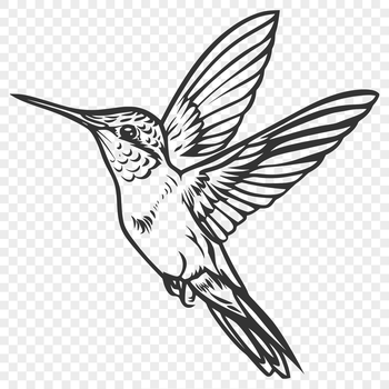 A detailed illustration of a hummingbird in mid-flight, showcasing its full body and unique features.