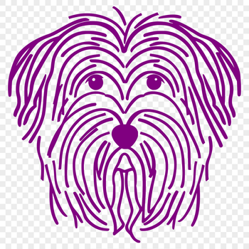 A small, fluffy dog breed with a long coat and rounded head.