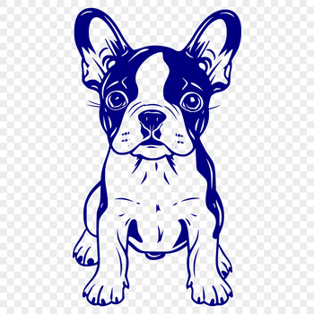 A small breed dog standing upright on its hind legs with a distinctive tuxedo coat pattern.