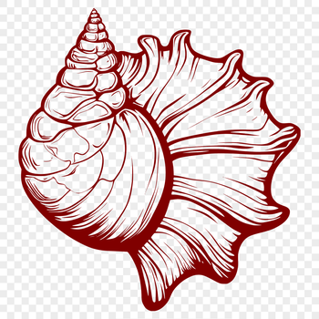 A detailed illustration of a realistic seashell, suitable for use in graphic design projects.