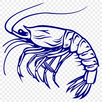 Unique Prawn Drawing