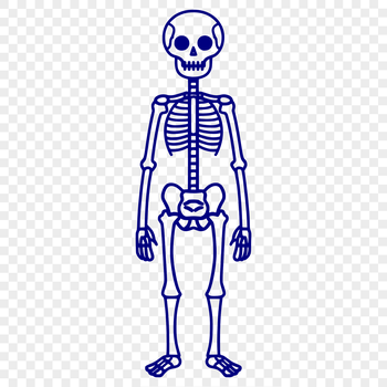 A full-body skeleton standing upright, ideal for Halloween designs and vector art projects.