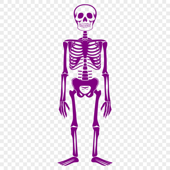 A full-body skeleton standing upright in a minimalist design, suitable for various digital applications.
