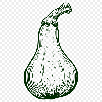 A detailed vector illustration of a single squash with smooth lines and realistic texture.