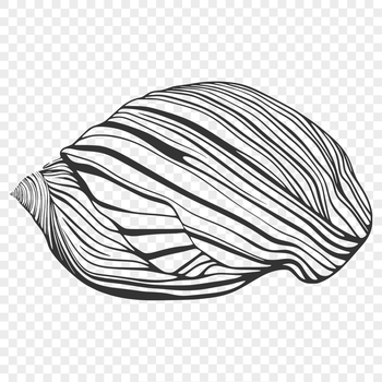 A stylized illustration of a seashell, perfect for vector design projects.