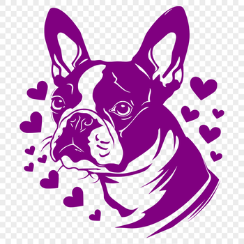 A smiling Boston Terrier dog with heart symbols around its head.