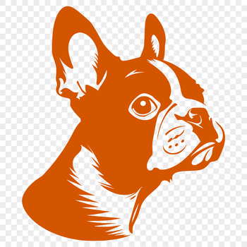 Vector illustration of a friendly-looking Boston Terrier dog's head, suitable for digital designs.