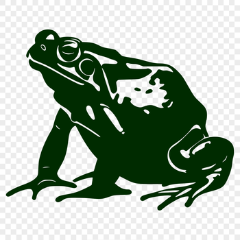 A detailed illustration of a toad from a full-body perspective, suitable for vector art and design.