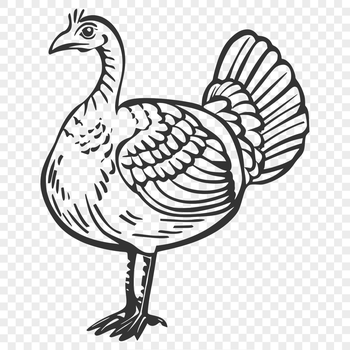 A detailed illustration of a farm animal, specifically a turkey, suitable for various graphic designs.