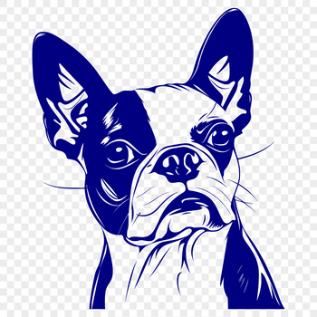 A close-up illustration of a Boston Terrier's head, featuring a short, compact muzzle and erect ears.