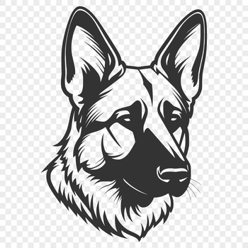 A detailed illustration of a German Shepherd's head from the front.