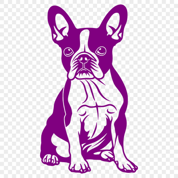 A full-body illustration of a sitting Boston Terrier, suitable for vector art and design projects.