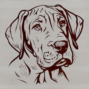 A high-quality digital illustration of a large breed dog, specifically a Great Dane, with detailed anatomy.