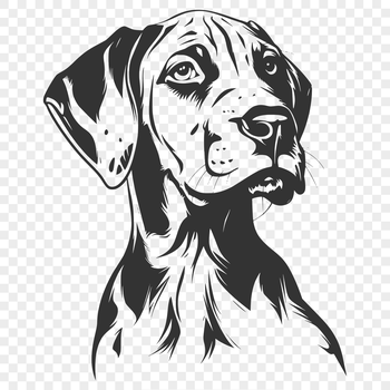 A detailed illustration of the head and face of a Great Dane dog breed.