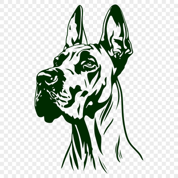 A high-quality illustration of a Great Dane's head, suitable for vector art and graphics design.