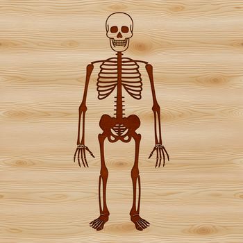 A 2D illustration of a standing human skeleton in vector format.