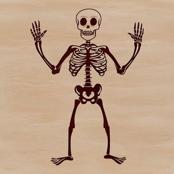 A standing human skeleton with bony details, suitable for vector design and cutting machine projects.