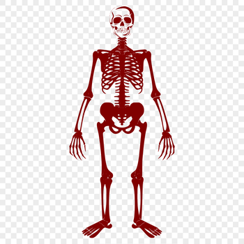 A 2D illustration of a full-body standing skeleton in a graphic format.