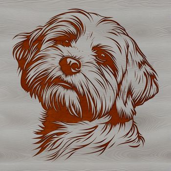 A close-up of a Havanese dog's head with a fluffy coat.