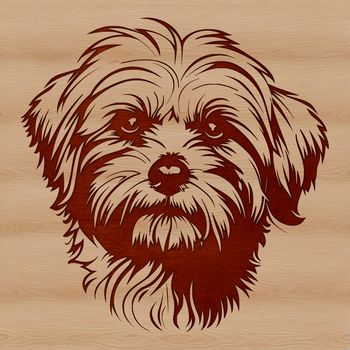 Close-up portrait of a small Havanese dog's head with calm facial expression.