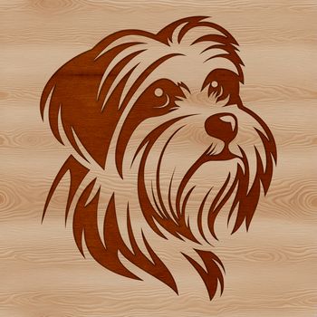 Illustrated portrait of a small white dog with long fur, identified as a Havanese breed.