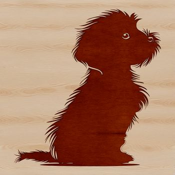 A Havanese dog sitting in a relaxed pose.