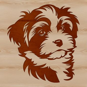 A cute, small dog breed with a fluffy coat and sweet expression.