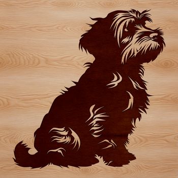 A small breed dog with silky fur and large eyes sits on the ground.