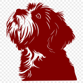 A small breed dog with a fluffy coat and friendly expression.