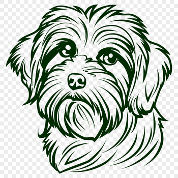 Portrait illustration of a Havanese dog's face and head in vector format.