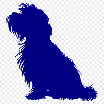 A small, white Havanes dog sitting on its hind legs.