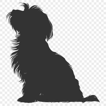 A breed of small dog, the Havanese, is shown in a full-body sitting position.