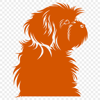 A small breed dog with curly fur, often used as a pet.