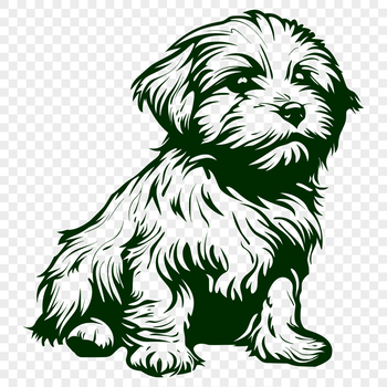 A full-body illustration of a Havanese sitting on its haunches, suitable for vector art design.