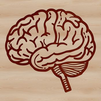 Anatomical illustration of the human brain with detailed structure.