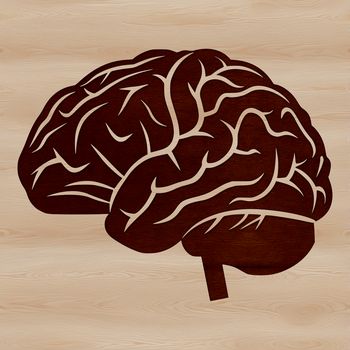 Illustration of the human brain's anatomy, a detailed vector graphic suitable for various applications.