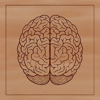 An illustration of the human brain, highlighting its anatomy.