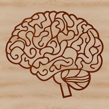 Detailed diagram illustrating the anatomy of the human brain, suitable for educational or professional purposes.